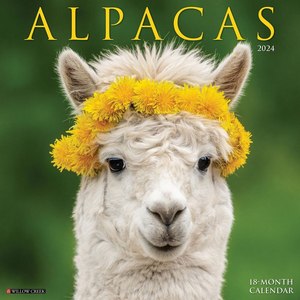 Alpacas 2024 Calendar