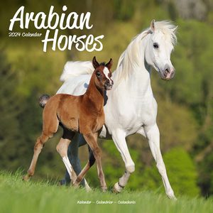 Arabian Horses 2024 Calendar