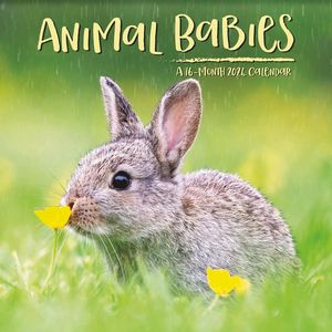 Animal Babies 2024 Calendar
