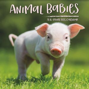 Animal Babies 2024 Wall Calendar