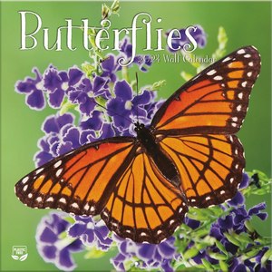 Butterflies 2024 Calendar