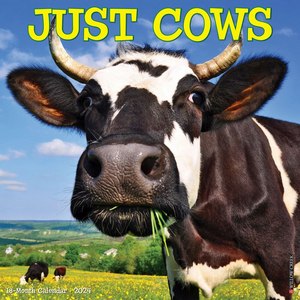 Just Cows 2024 Calendar