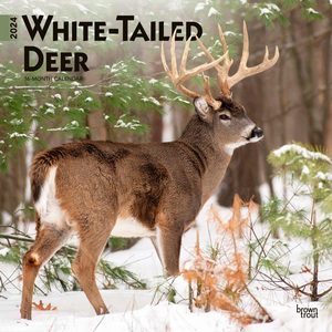 White-Tailed Deer 2024 Wall Calendar