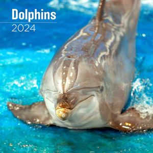 Dolphins 2024 Wall Calendar
