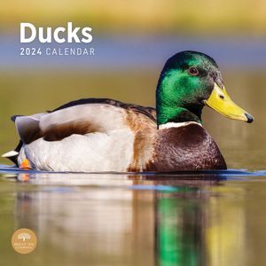 Ducks 2024 Calendar