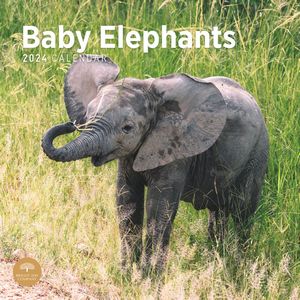 Baby Elephants 2024 Calendar