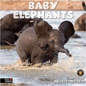 Baby Elephants 2024 Wall Calendar