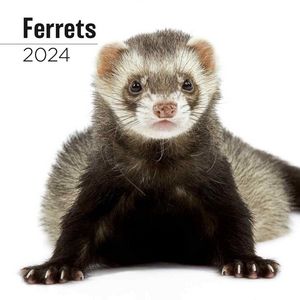 Ferrets 2024 Calendar