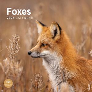Foxes 2024 Wall Calendar