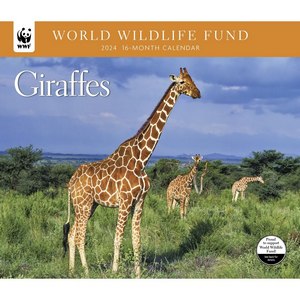 Giraffes 2024 Calendar