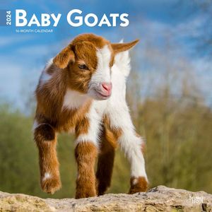 Goats 2024 Calendar
