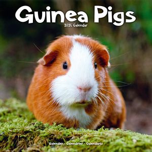 Guinea Pigs 2024 Calendar
