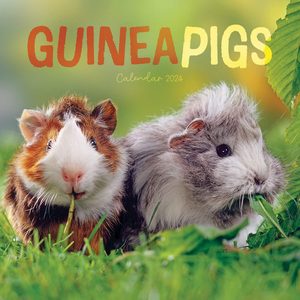 Guinea Pigs 2024 Mini Wall Calendar