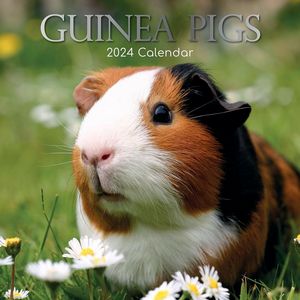 Guinea Pigs 2024 Wall Calendar