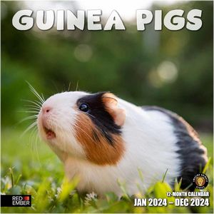 Guinea Pigs 2024 Calendar