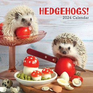 Hedgehogs 2024 Calendar