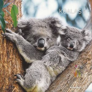Koalas 2024 Calendar