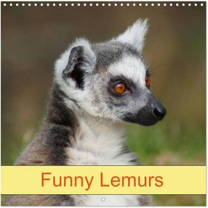 Lemurs 2024 Calendar