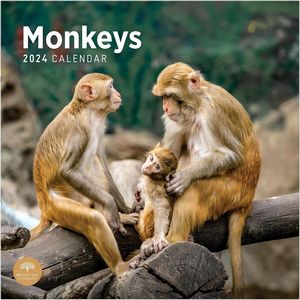 Monkeys 2024 Calendar