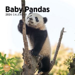 Baby Pandas 2024 Calendar