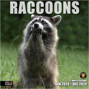 Raccoons 2024 Wall Calendar