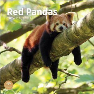 Red Pandas 2024 Wall Calendar