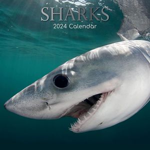 Sharks 2024 Wall Calendar