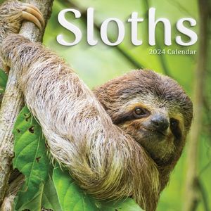 Sloths 2024 Wall Calendar