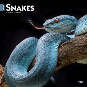 Snakes 2024 Calendar