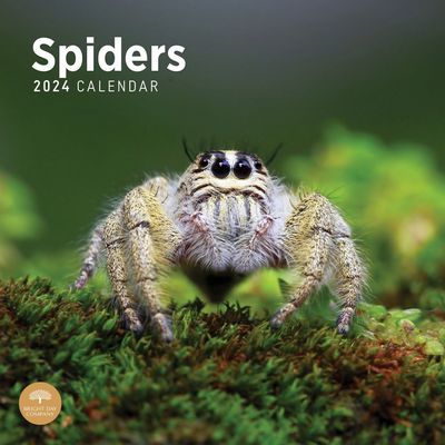 Spiders 2024 Calendar