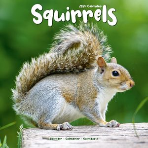 Squirrels 2024 Calendars