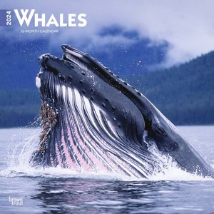 Whales 2024 Calendar