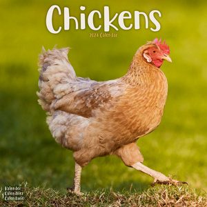 Chickens 2024 Calendar