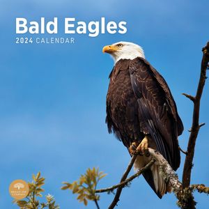 Bald Eagles 2024 Calendar