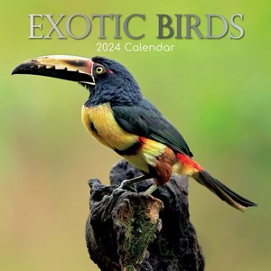 Exotic Birds 2024 Calendar