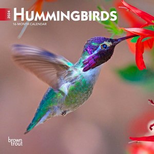 Hummingbirds 2024 Calendar