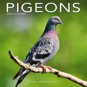 Pigeons 2024 Calendar