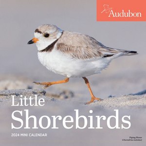 Shorebirds 2024 Calendar