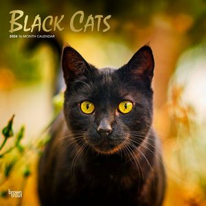 Black Cats 2024 Calendar