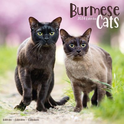Burmese Cats 2024 Calendar
