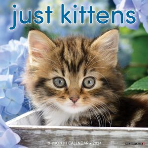 Just Kittens 2024 Calendar