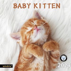Baby Kitten 2024 Calendar