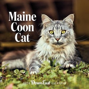 Maine Coon Cats 2024 Calendar