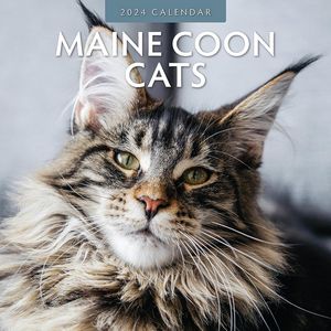 Maine Coon Cats 2024 Calendar