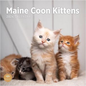 Maine Coon Kittens 2024 Calendar