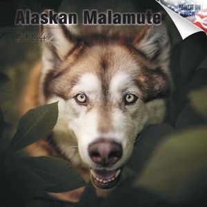 Alaskan Malamute 2024 Calendar