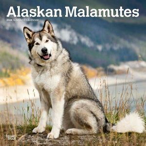 Alaskan Malamutes 2024 Calendar