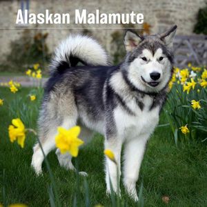 Alaskan Malamute 2024 Calendar