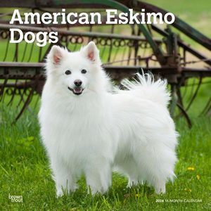 American Eskimo Dogs 2024 Calendar