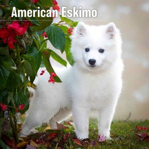American Eskimo 2024 Wall Calendar